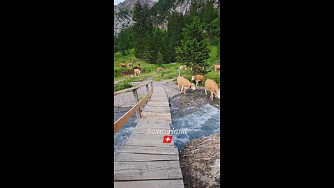 Swiss