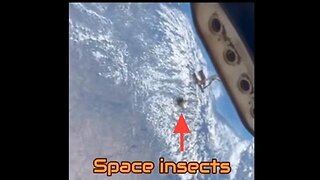 House Fly flying around the inside of the "space station" proving it's all a big lie