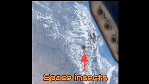 House Fly flying around the inside of the "space station" proving it's all a big lie