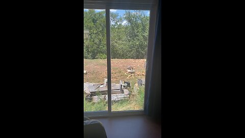 Fox on the loose