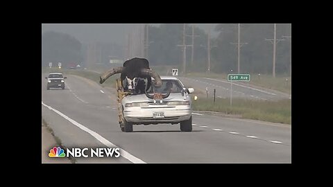 Car with giant bull as passenger pulled over by Nebraska police