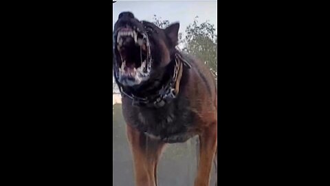 Is that dog dangerous??