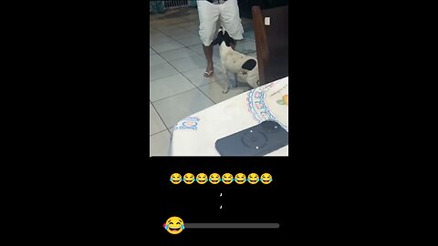 Funny Dancing Dog