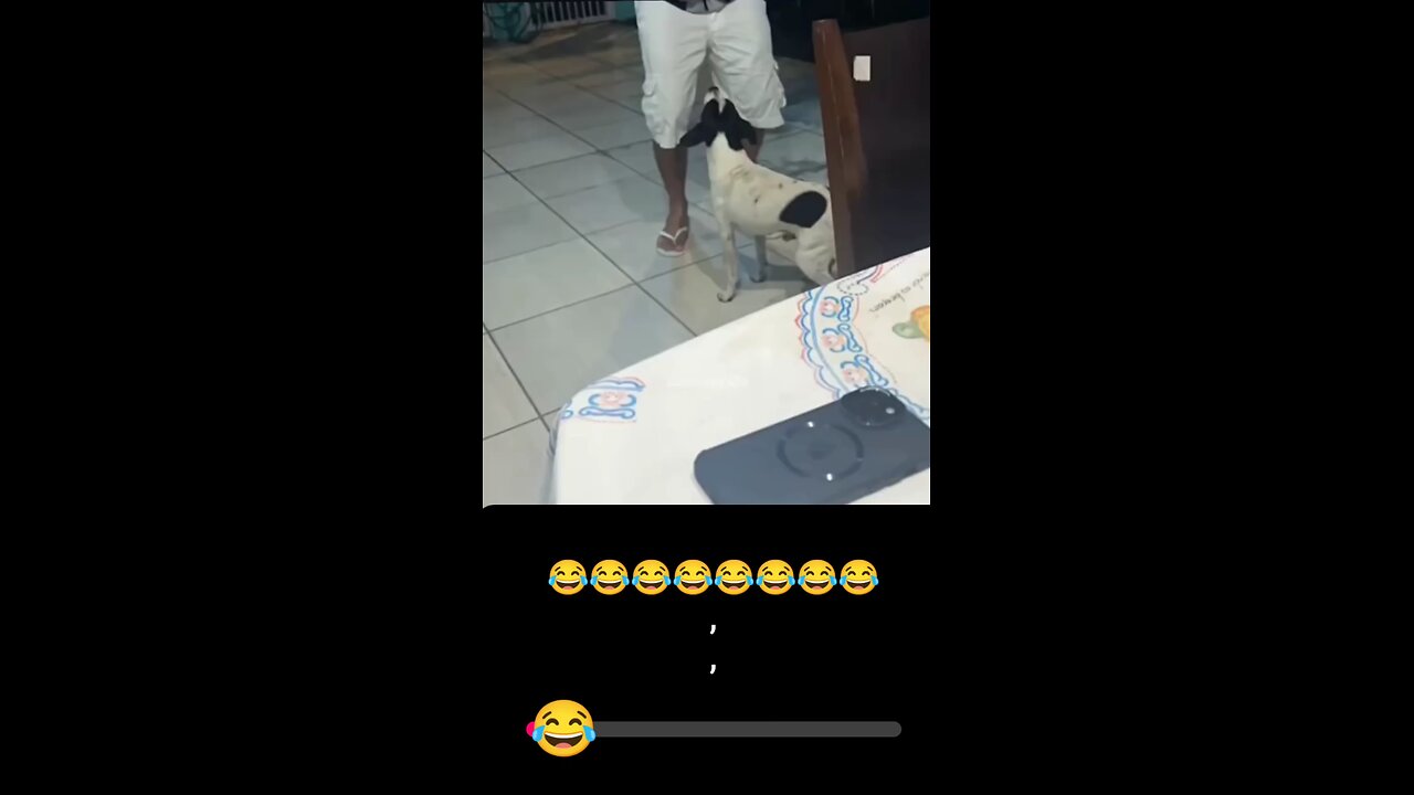 Funny Dancing Dog