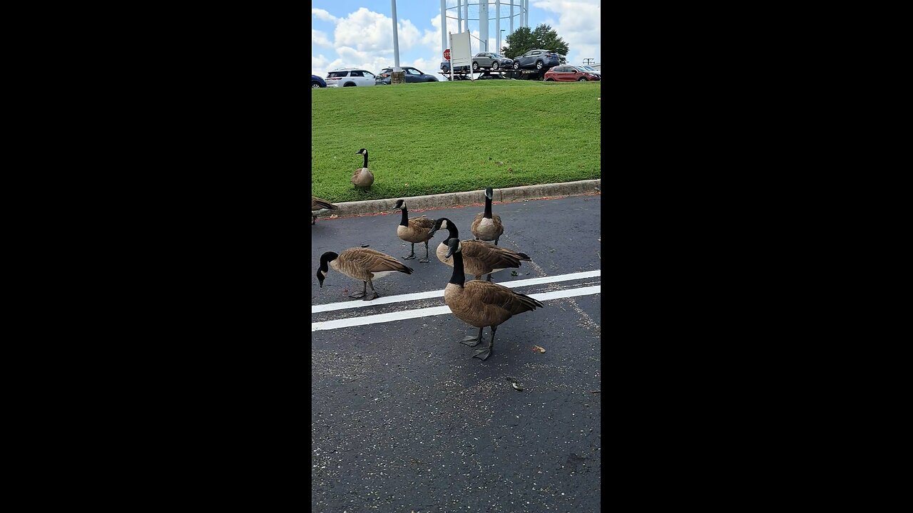 Canada geese