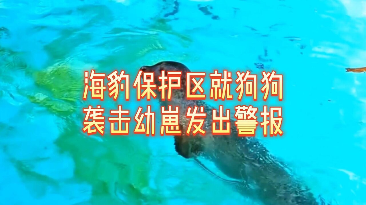 海豹保护区就狗狗袭击幼崽发出警报