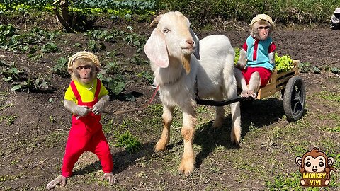 YiYi and YinYin take the goats to harvest lettuce to sell and buy sweet potatoes to cook