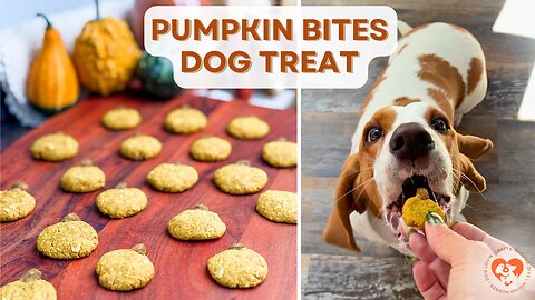 DIY Dog Treats 🍪🐾 Pumpkin Bites Recipe for Fall