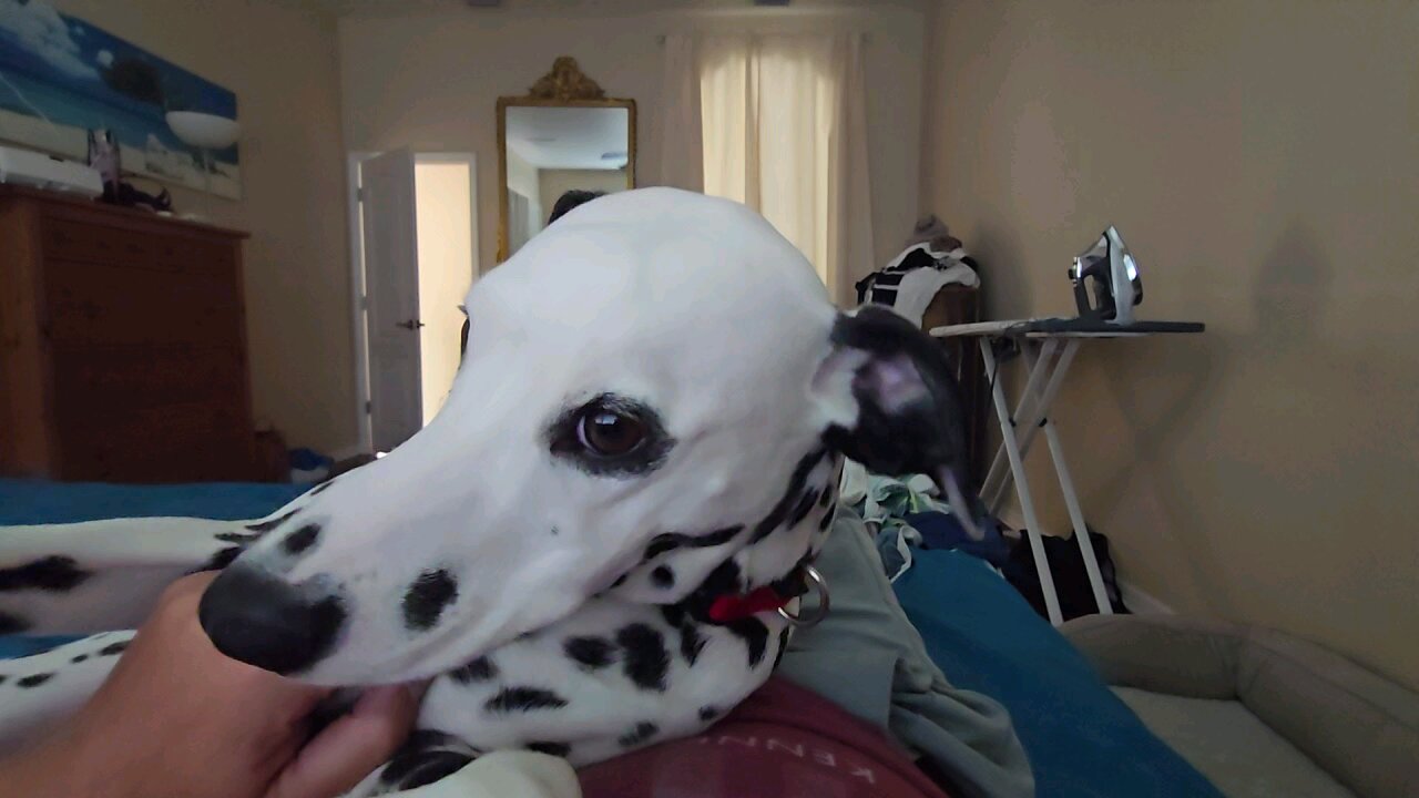 Luna Snuggles