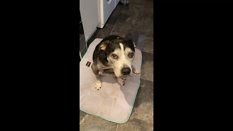 A pet just not for Christmas