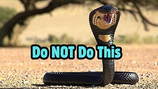 Snakes Are Scary!