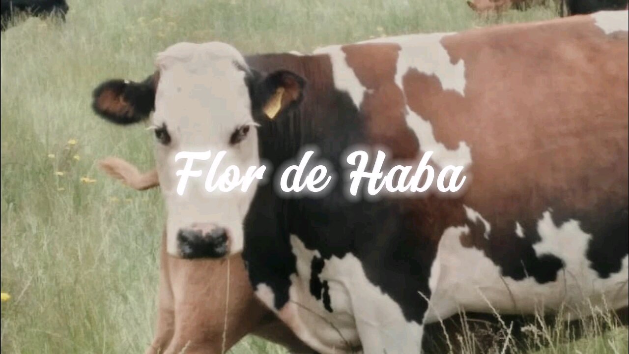 GNM/GHK case study - a cow with Nest Worry conflict - Germanische Heilkunde in action!