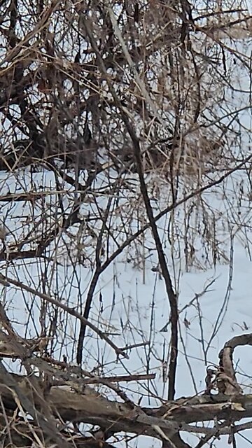 Deer Blocking my Path