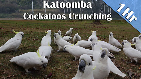 1 Hour of Cockatoos Feeding & Crunching – Natural Bird Sounds for Sleep & Relaxation