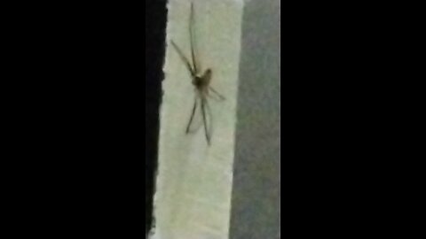 Spinne