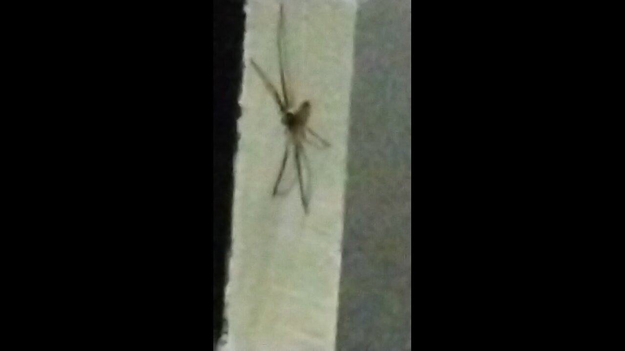 Spinne