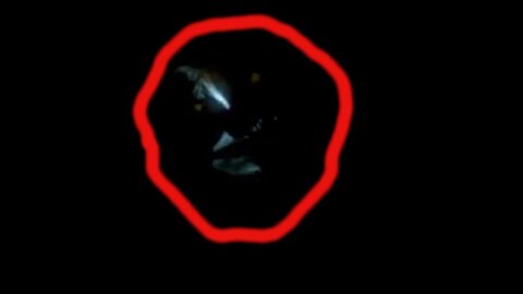 Rake scared the hunter at night - strange creatures were caught on video