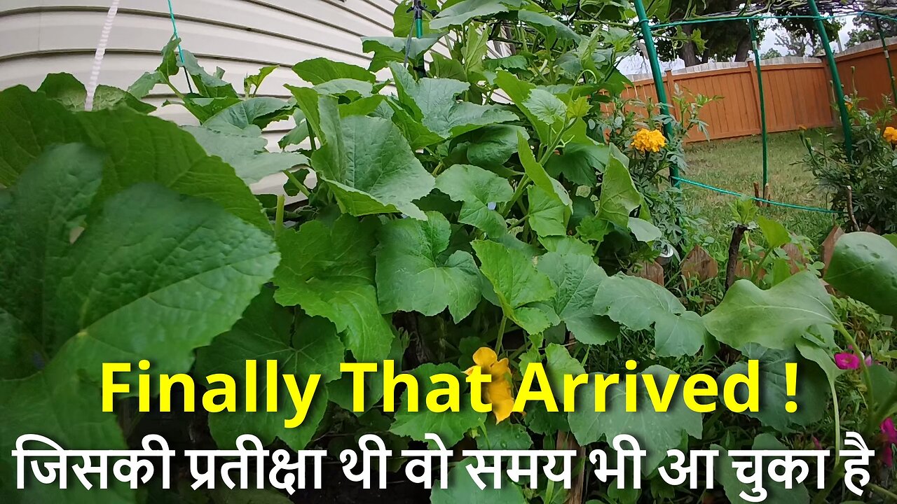 Finally That Arrived ! जिसकी प्रतीक्षा थी वो समय भी आ चुका है l #canada #rawat #winnipeg #bharat