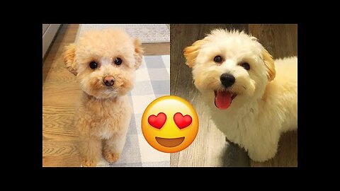 Maltipoo — Cute And Hilarious Videos And Tik Toks Compilation