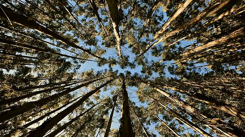 The sound of a cool breeze blowing in the forest. The sound of nature. ASMR