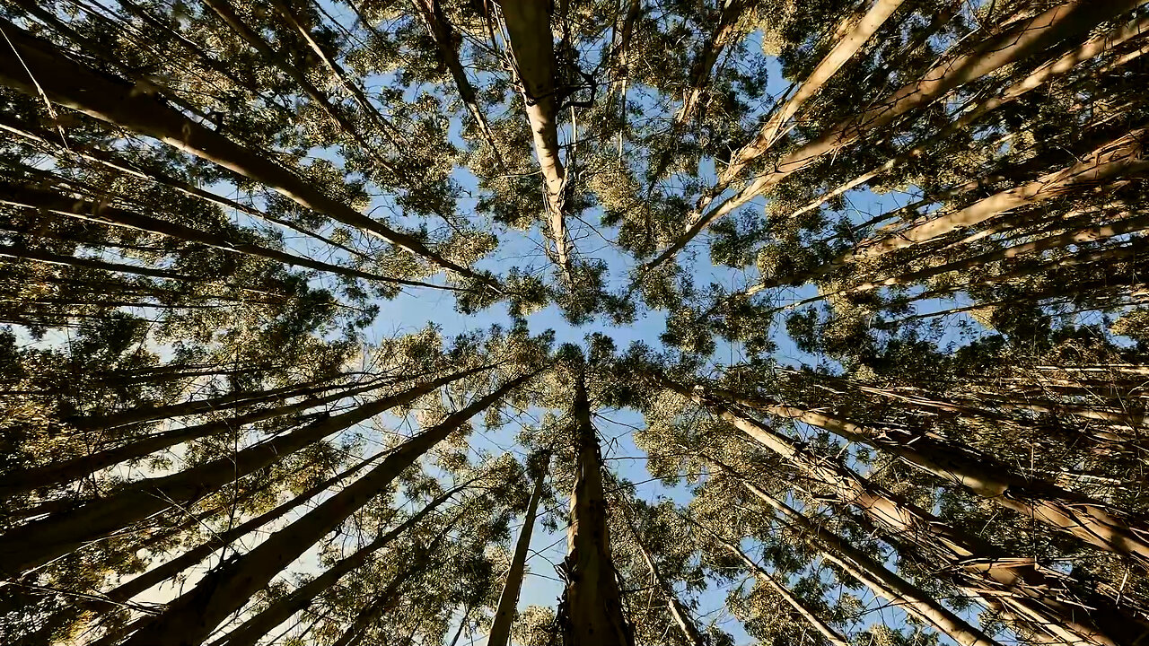 The sound of a cool breeze blowing in the forest. The sound of nature. ASMR