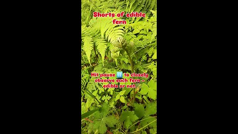 edible and non edible fern
