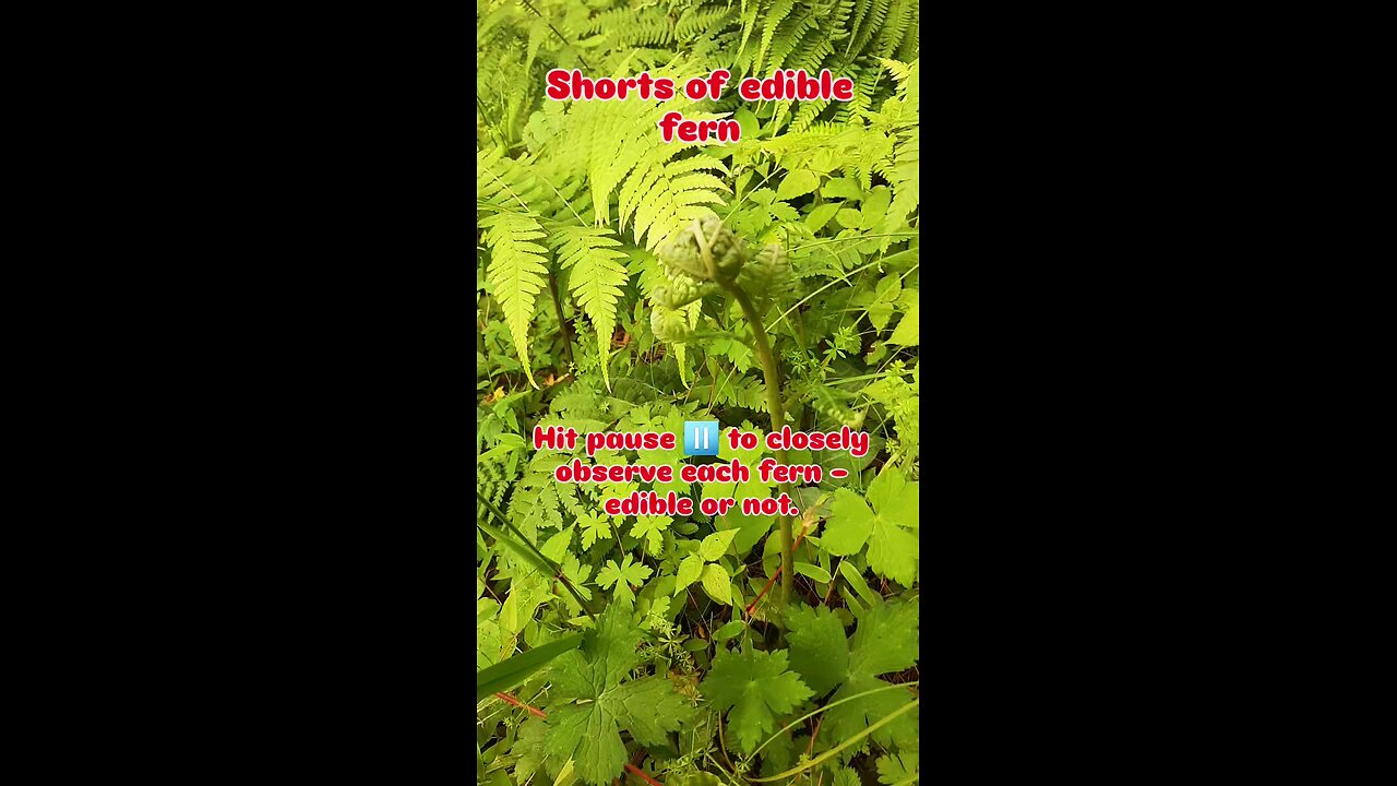 edible and non edible fern