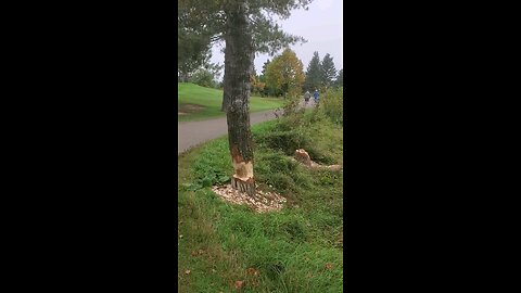 busy beaver
