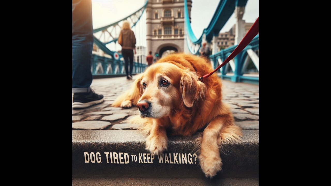 Is Your Dog Too Tired to Keep Walking?? Watch This! #doglover #dogcoach #myanimal