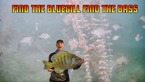 Find The Bluegill Find The Bass
