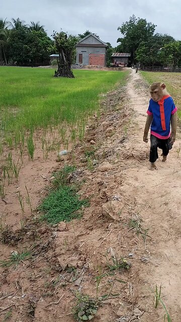 Well Best SokYaa, OG, Pao & Mom Are Famous Around The World #shorts #anime #trend #edit