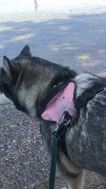 Tuesday July 22, Now the Lord observed the extent of the People’s wickedness.