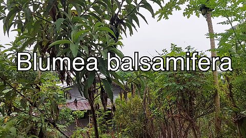 Sambong Tea/ Blumea balsamifera Tea/ Lower High Blood Pressure/ For edema, Fever, and Kidney Stones