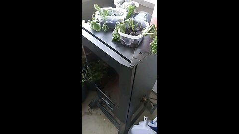 It's easy to grow your own food