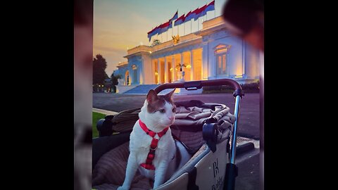 El gato del presidente de Indonesia ya tiene escolta oficial