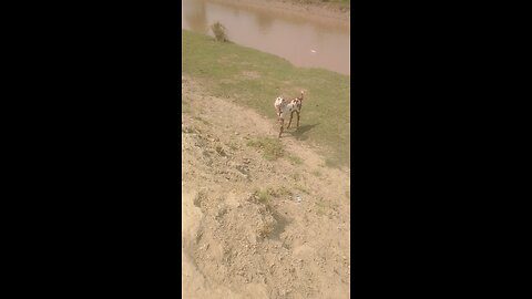goats vedio