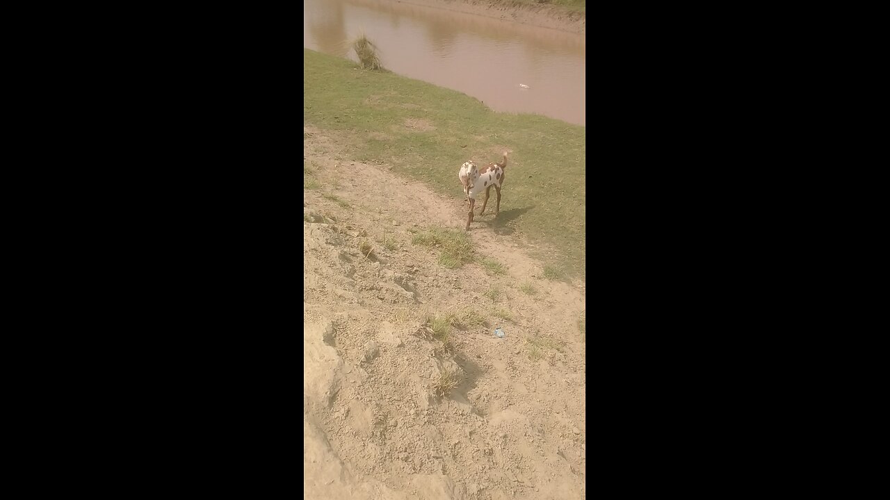 goats vedio
