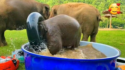 Cute Baby Elephants 🐘🥰