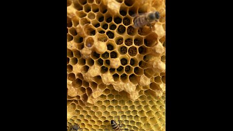 Laying worker bee problem resolution