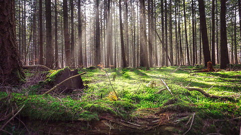 2 minutes of tranquility: Golden Sunlight & Forest Ambience 🌲