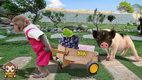 Smart YiYi takes the piglet out when he is sad