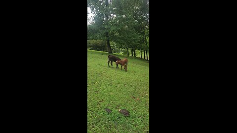 Shorthorn Plus heifers 2025.