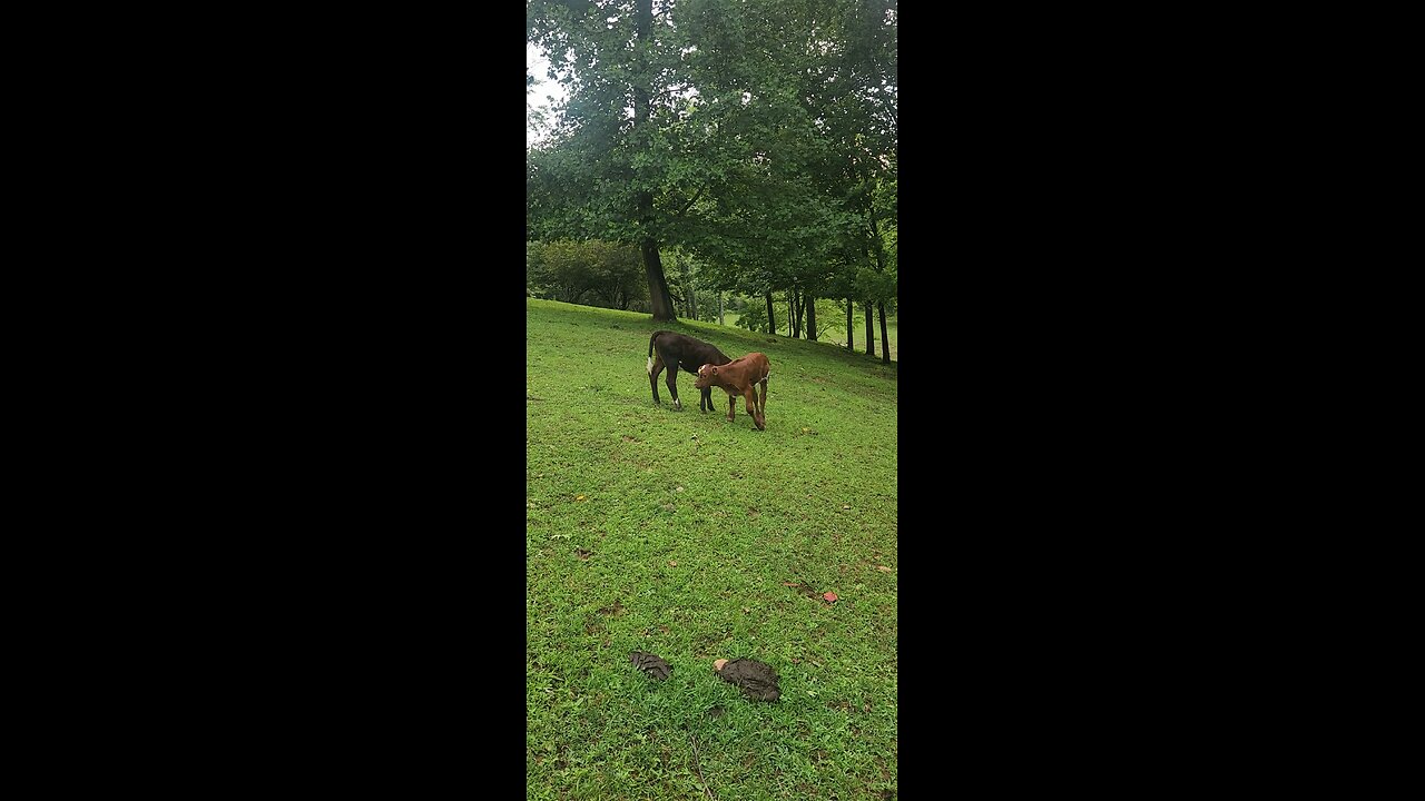Shorthorn Plus heifers 2025.