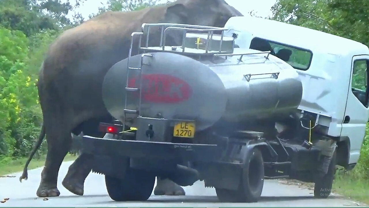 Elephant Attack Milk Truck in Forest