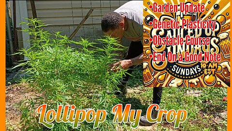 Sauced Up Sunday: Lollipop the Crop