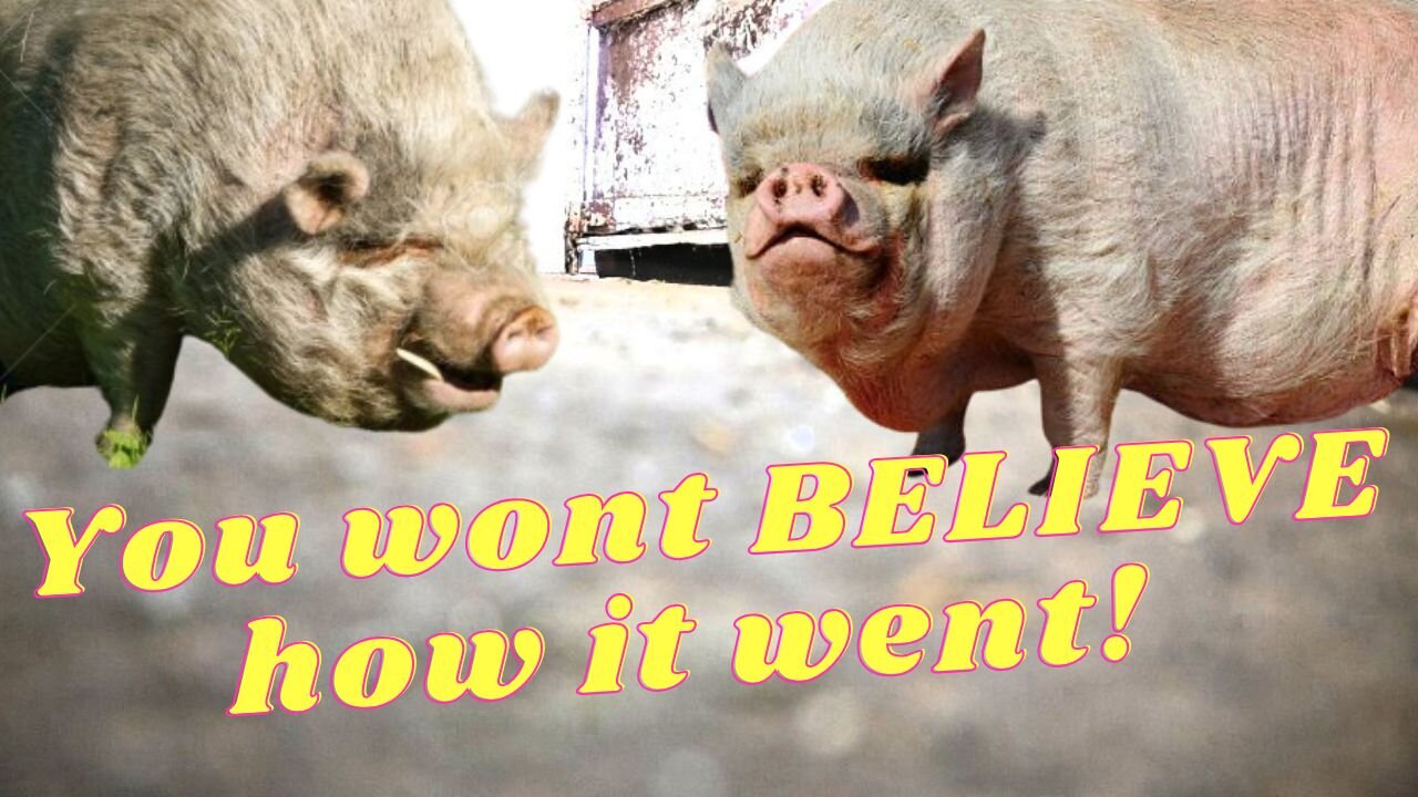 Our PIGS Who Hate Each Other Accidentally got put together