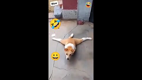 funny videos