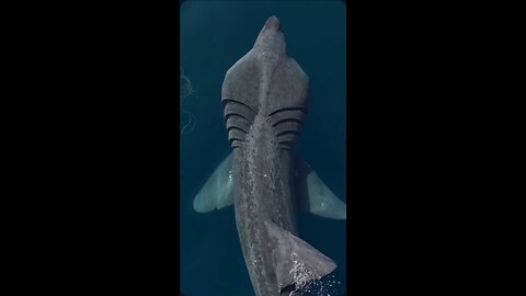 Giant Fish in the Ocean