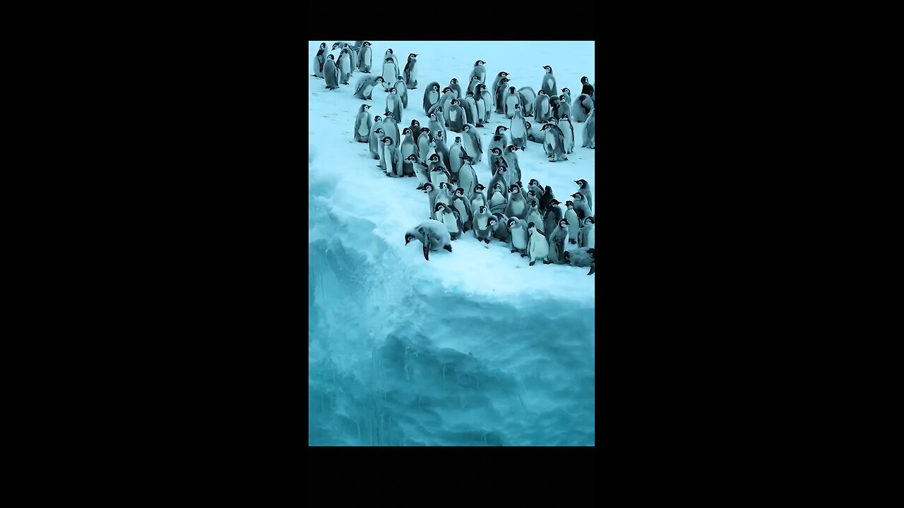animal World PT 03