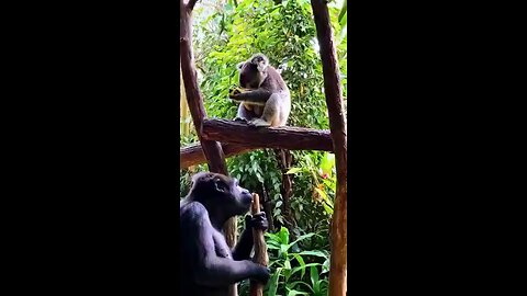 Funny videos you ever seen💖👍